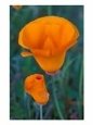 California Poppies, Antelope Valley, California, USA