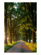 Late Afternoon Sunshine Cutting Through the Trees on Country Lane, Poland