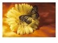 Black and Yellow Butterfly on Yellow Flower