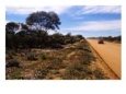 Native Flora by Outback Road at Mt. Magnet, Australia