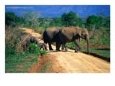 Elephant Family Crossing Road Uda Walawe National Park, Sabaragamuwa, Sri Lanka