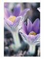 Purple and Yellow Pasque Flower
