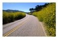 Highway 25 Lined with Mustard Hedges, Pinnacles National Monument, USA