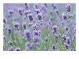Field of Purple Flowers