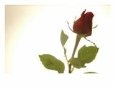 Red Rose