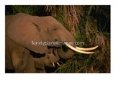 Elephant (Loxodonta Africana) and Baby Eating, Amboseli National Park, Kenya
