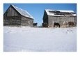 Herd of Horses Next to Barn in Snowy Paddock