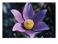 Purple and Yellow Pasque Flower