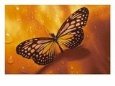 Monarch Butterfly on Orange Background