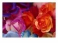 Close-up of Roses