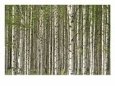 Close-up of Trees