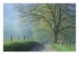 Foggy Road and Oak, Cades Cove, Great Smoky Mountains National Park, Tennessee, USA