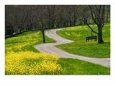 Roadway Through Mustard Flowers, Shaker Village of Pleasant Hill, Kentucky, USA