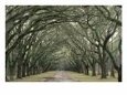 Moss-Covered Plantation Trees, Charleston, South Carolina, USA