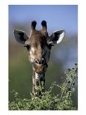 Close-up of Giraffe Feeding, South Africa