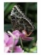 Blue Morpho Butterfly