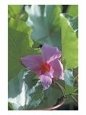 Flower Growing Along Tapanti River, Tapanti National Park, Costa Rica