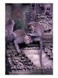 Long-tailed Macaques in Sacred Monkey Forest, Bali, Indonesia
