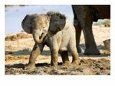 Baby African Elephant in Mud, Namibia