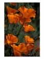 California Poppies, Antelope Valley, California, USA