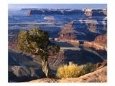 Juniper on Rim of Colorado River Canyon at Deadhorse Point, Deadhorse Point State Park, Utah, USA
