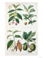 Coffee Tea Chocolate and Breadfruit Plate from a Botanical Study