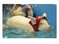 Piglets Swim after Being Thrown into the Water