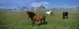 Horses in a Meadow, Dvrfioll Mountain, Borgarfjordur, Iceland