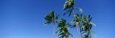 Palm Trees, Oahu, Hawaii, USA