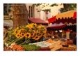 Sunflowers on Market Stall, Aix-En-Provence, France