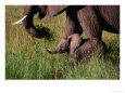 Baby African Elephant and Mother Walking Through Grass, Masai Mara National Reserve, Kenya