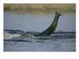 An Elephant Uses its Trunk as a Snorkel While Swimming the Chobe River