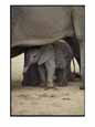 A Juvenile Elephant Standing Among Adults