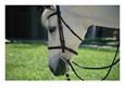 White Horse Grazes While Wearing its Bridle