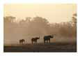 Two African Elephant Bulls Smelling with Their Trunks