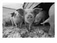 Young Pigs in a Snowy Pen