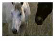 A Close View of Two Horses in the Australian Countryside
