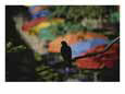 A Silhouetted Pigeon Surveys the Colorful Umbrellas of the Riverwalk