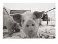 Portrait of a Young Pig