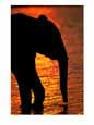 Silhouetted African Elephant