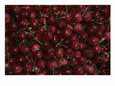 Cherries