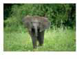 African Elephant in a Grassland Habitat