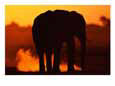 African Elephant Silhouetted at Twilight