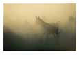 Horses and Horseback Riders in a Field