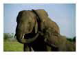 African Elephants Bonding
