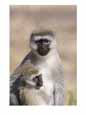 A Close View of a Vervet Monkey and Her Baby