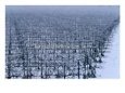Snow Covered Vineyard in Monteforte Soave Classico, Florence, Italy