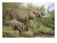 An African Elephant and Her Calf Drink Water