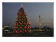 The National Christmas Tree with the Washington Monument in Back