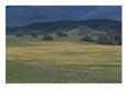 Scenic View of a Field of Wildflowers and Oak Trees in Cuyama Valley